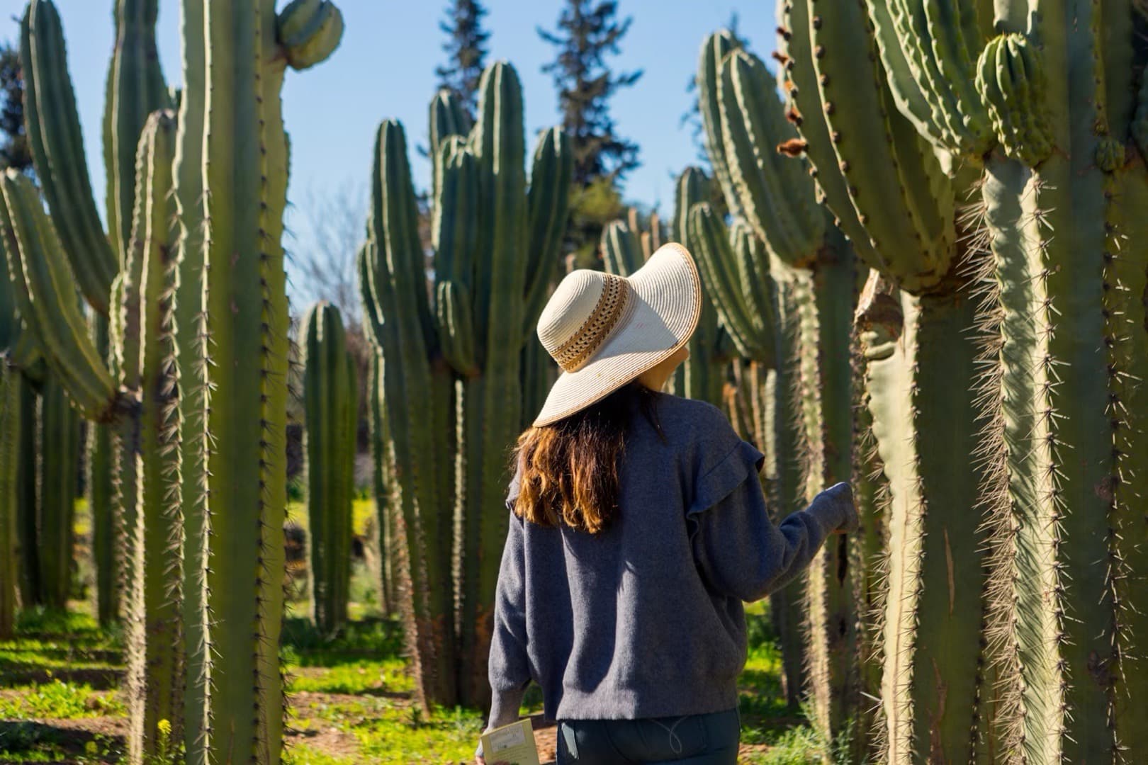 Cactus Thiemann